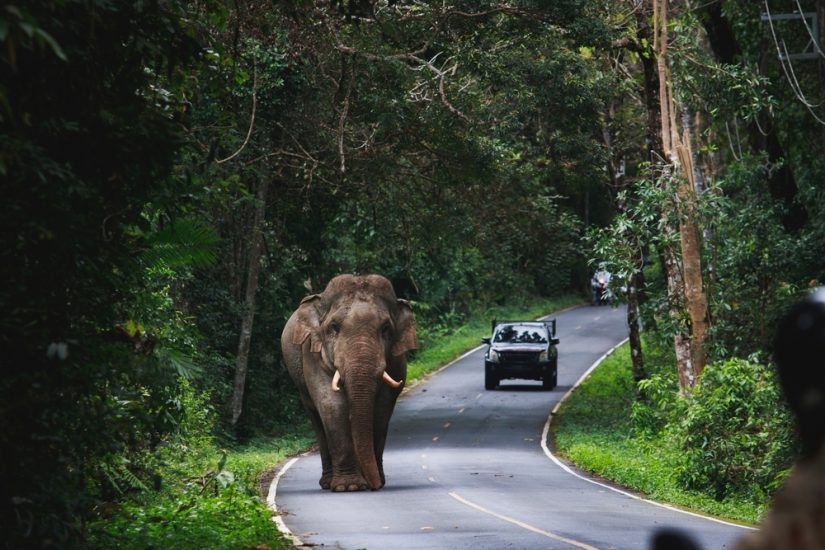 Khao Yai